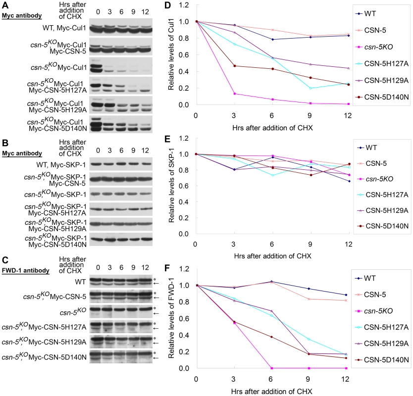 CSN-5–mutated CSN efficiently prevents degradation of components of the SCF<sup>FWD-1</sup> complex.