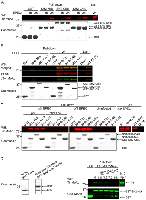 The SH2 domains of CrkII and CrkL compete with Nck to bind Tir at its phosphorylated tyrosine 474.