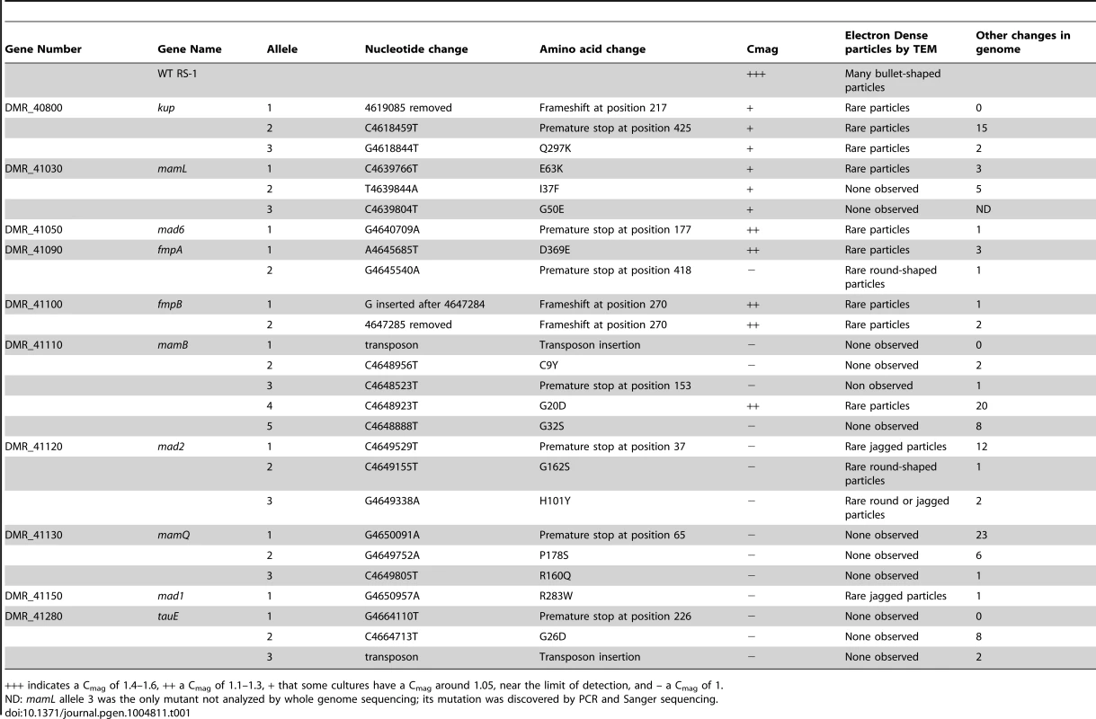 The mutations and phenotypes of single-gene mutants.