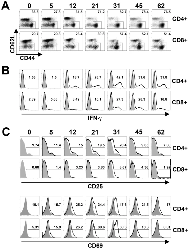 T cell activation kinetics during persistent <i>Salmonella</i> infection.