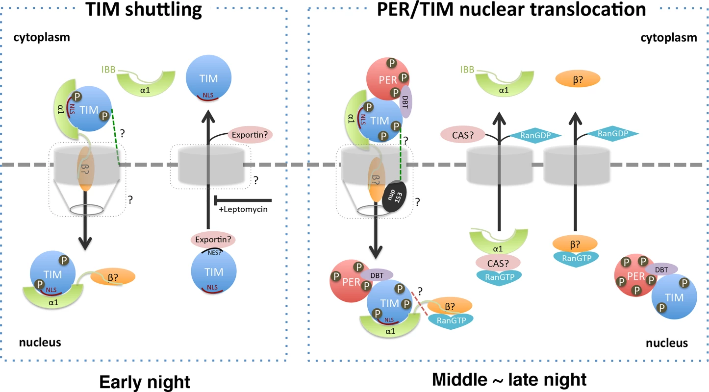 A model for nuclear translocation of Drosophila clock proteins, PER and TIM.