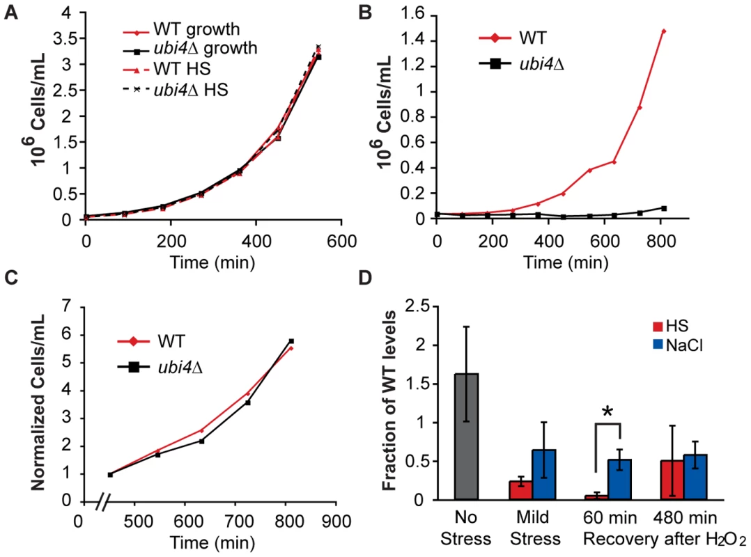 The <i>ubi4</i>? strain has a specific defect in growth recovery after H<sub>2</sub>O<sub>2</sub> treatment.