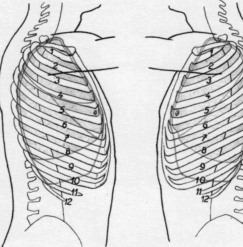 Schéma průběhu mezilalokových rýh (kopie z učebnice anatomie) – uváděná rána na pohrudnici je přesně v místě křížení mezilalokových rýh se zadní čárou pažní, tedy v místě, kam se snadno dostane sonda při „měkké sondáži“. O pevnosti pohrudnice, možnosti jejího natržení špejlí a síle nutné k takovému natržení ať si každý udělá na základě zkušeností z pitevny představu sám