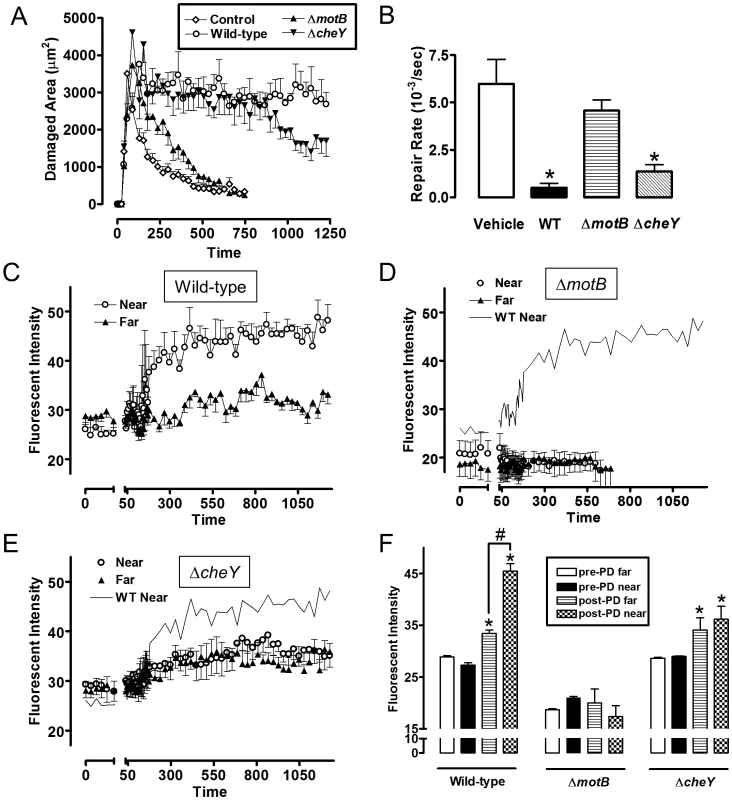 Quantifying effect of <i>H. pylori</i> on gastric epithelial repair after microscopic damage, and the localization of <i>H. pylori</i> during repair.