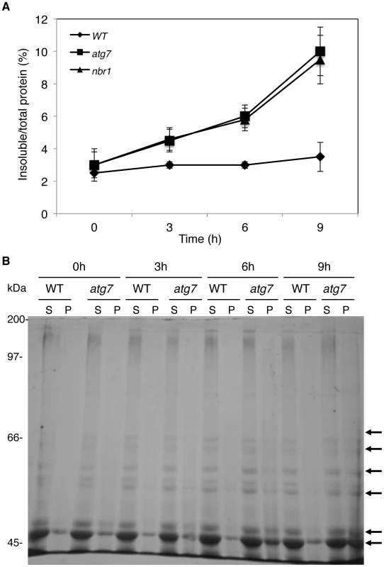Increased accumulation of insoluble protein aggregates in the <i>atg7</i> and <i>nbr1</i> mutants under heat stress.