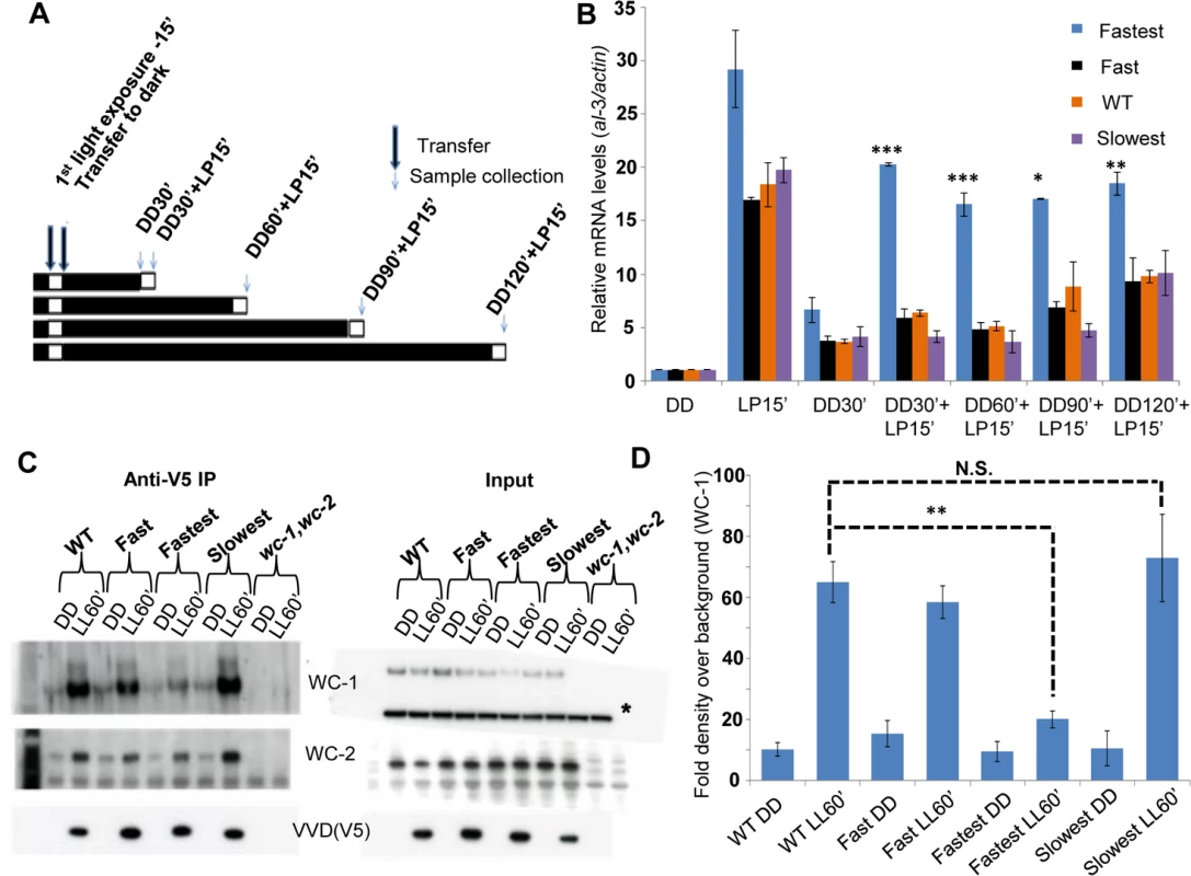 The fastest photocycle mutant is unable to inhibit White Collar Complex (WCC) activity due to reduced VVD-WCC interaction.