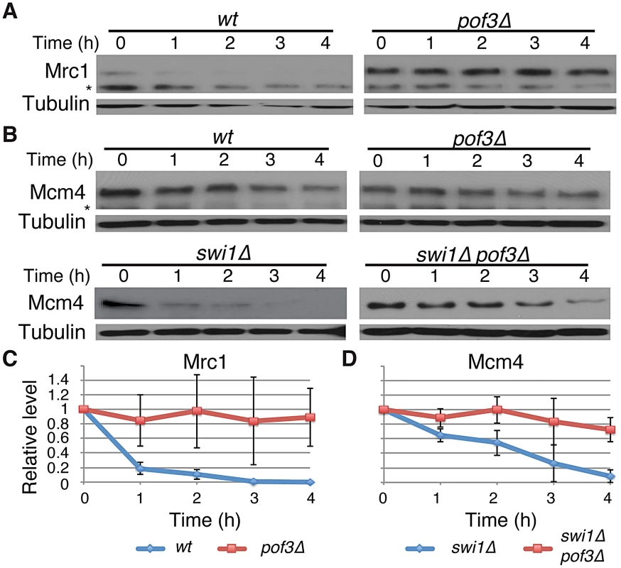 Pof3-dependent degradation of Mrc1 and Mcm4.