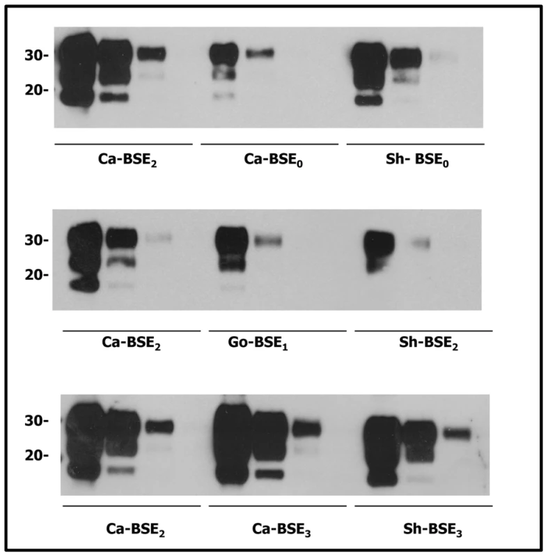 Comparative PrP<sup>res</sup> content of the cattle, sheep and goat isolates used for tgHu bioassays.