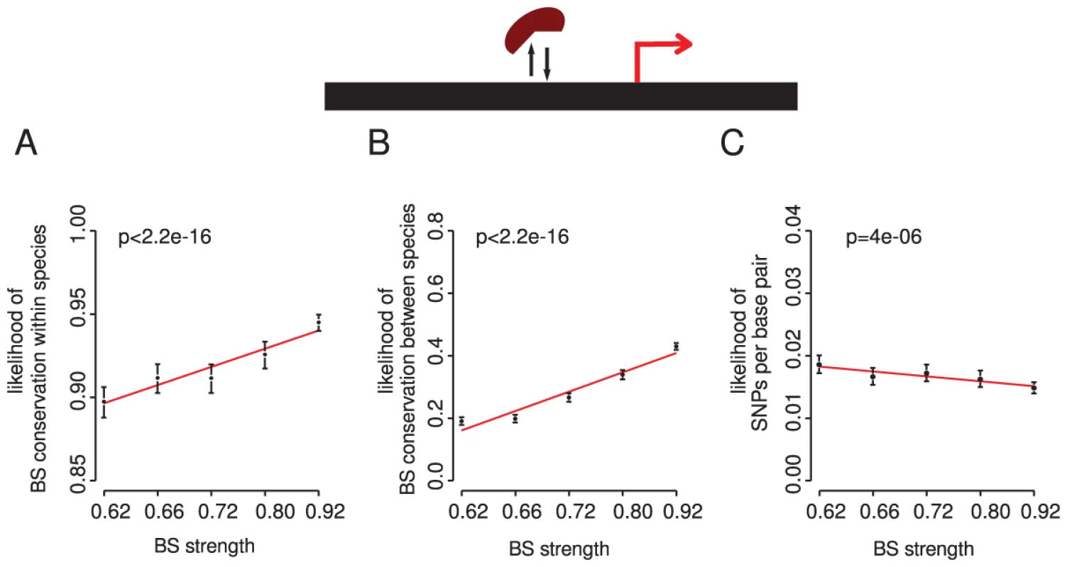 Stronger binding sites more closely matching the intrinsic binding preference for a TF are more conserved within and between species.