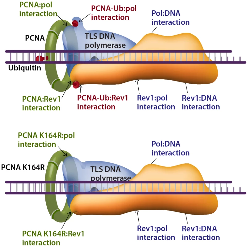 Model describing interactions that stabilize a TLS DNA polymerase during lesion bypass.