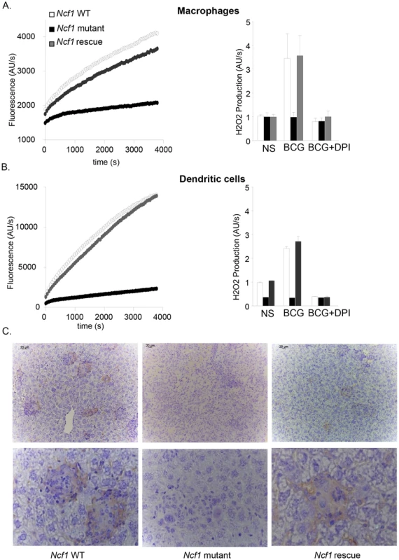 ROS generation in response to BCG <i>in vitro</i> and <i>in vivo</i>.