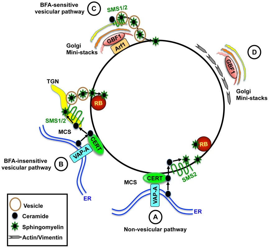 Model for the role of CERT and GBF1 in <i>C. trachomatis</i> infection.