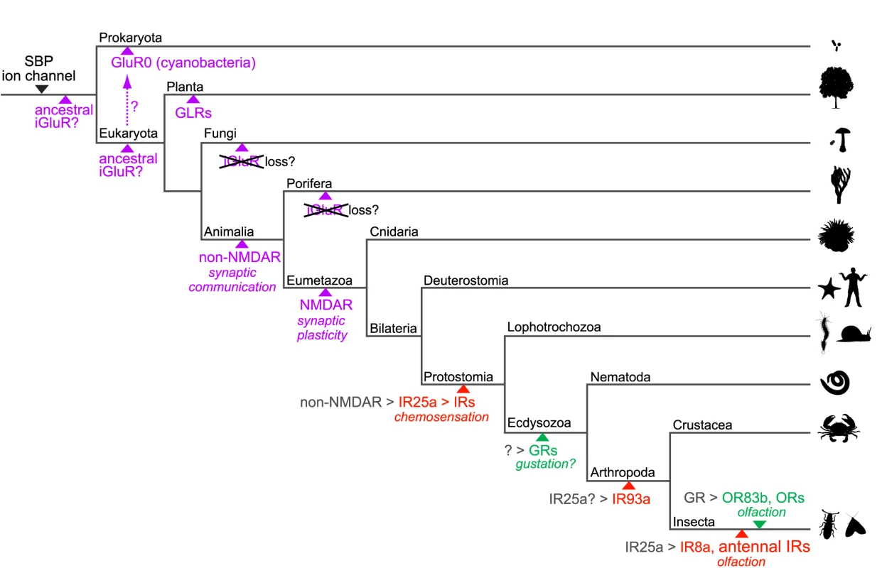 A model for the evolution of iGluRs and IRs.