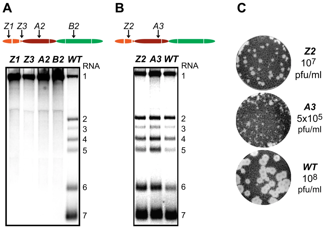 Importance of nsp1 subdomains for transcription and virus production.