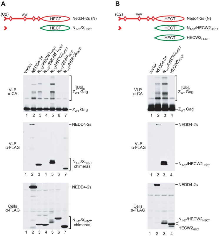 The NEDD4-2s residual C2 domain is sufficient to target some isolated HECT domains to Gag.