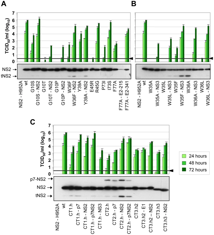 Functional analysis of pseudoreversions within and outside of NS2 for their capability to restore virus particle production.
