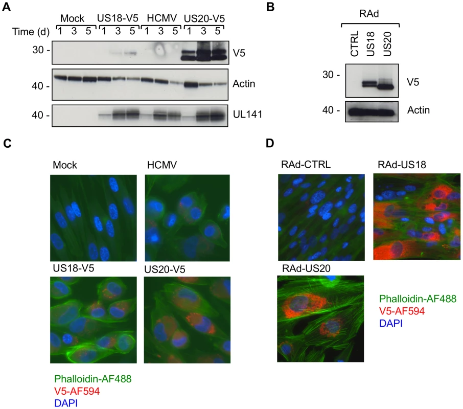 Comparison of US18 and US20 expressed during HCMV infection and by adenovirus expression vectors.