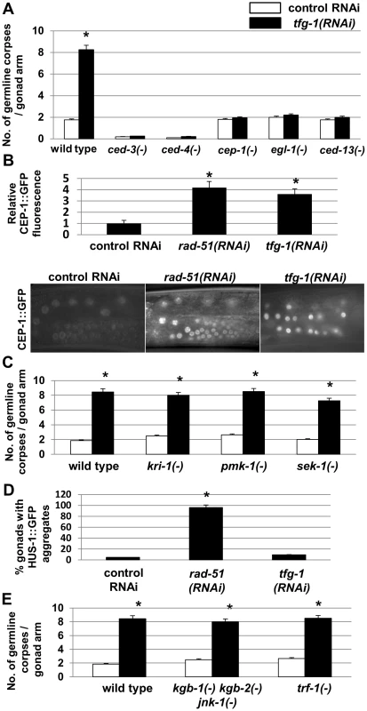 ER stress-induced germ cell apoptosis is mediated by the same apoptotic machinery implicated in DNA damage-induced apoptosis.