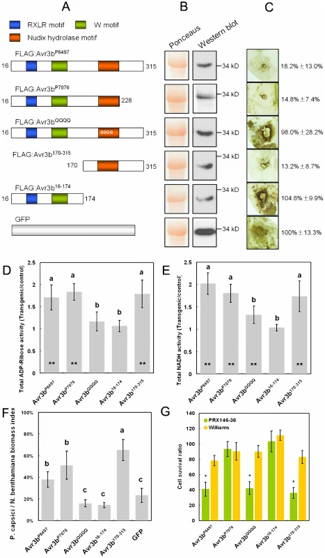 Functional assays of Avr3b alleles and mutants.