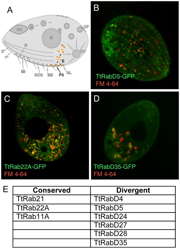 Rabs associated with endocytosis.
