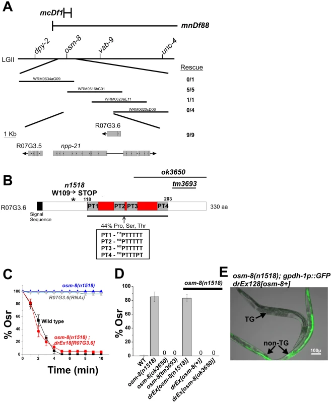 <i>osm-8</i> encodes the mucin-like protein R07G3.6.