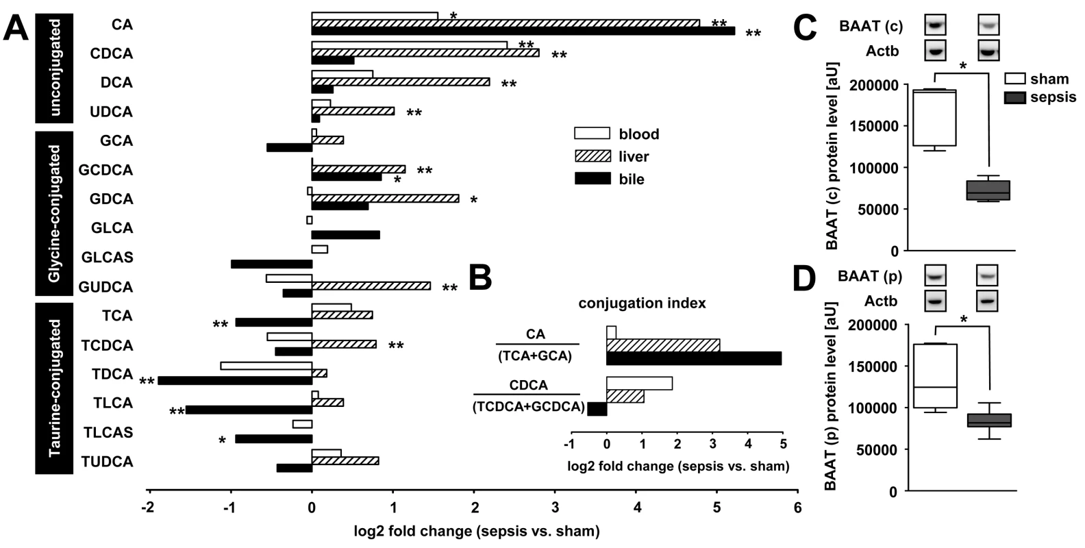 Polymicrobial sepsis causes deranged bile acid conjugation and transport.