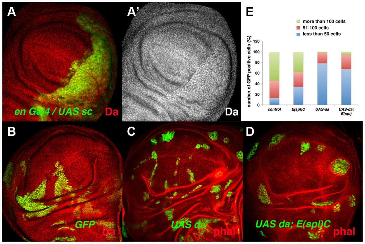 The ectopic expression of <i>da</i> alters the parameters of cell proliferation in the absence of the <i>E(spl)C</i> genes.