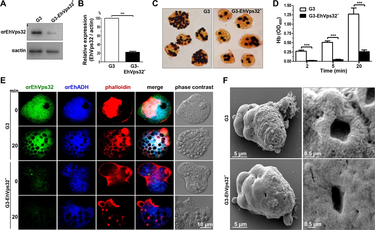Detection and localization of EhVps32 and erythrophagocytosis rate of <i>EhVps32</i>-silenced G3 trophozoites.