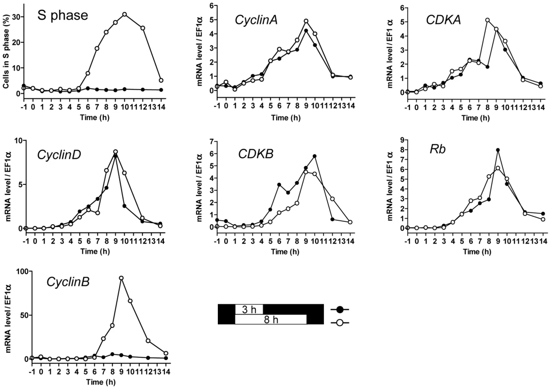 Transcription of G1 regulators occurs independently of commitment.