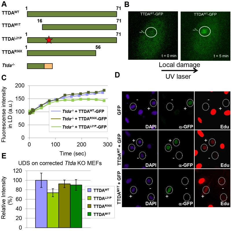 Mutant TTDA protein accumulation at local UV damage.