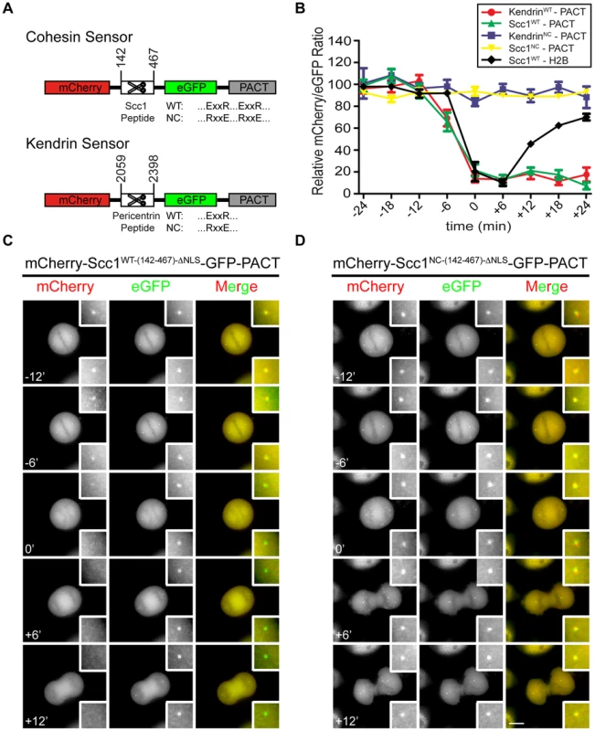 Construction of separase sensor constructs for centrosomes.