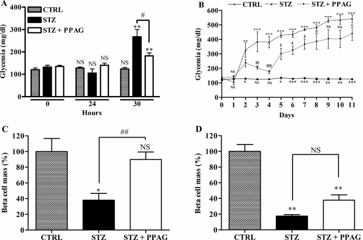 Effect of STZ and PPAG on blood glucose levels and beta cell mass in vivo. Shaded bars: untreated controls, CTRL (n = 10); filled bars: STZ-treated animals, STZ (n = 7); open bars: STZ-treated animals that were treated with PPAG, STZ+PPAG (n = 8). (A) Nonfasting blood glucose levels immediately before and 30 hours after a single injection of STZ. (B) Daily follow up of non-fasting blood glucose from immediately before a single injection of STZ until 11 days. Values are mean ± SEM. ANOVA with Bonferroni post test was used to determine the significance between groups on each day. **p<0.01; ***p<0.001 between control and STZ group. #p<0.05; ## p<0.01; ###p< 0.001 between control and STZ + PPAG group. § p<0.05; §§ p<0.01; §§§ p< 0.001 between STZ and STZ + PPAG group. (C) Percentage of beta cell mass normalized to the control 30 hours (C) or 11 days (D) after STZ injection. Data shown are means ± SEM. **p<0.01; #p<0.05; NS: not significant.