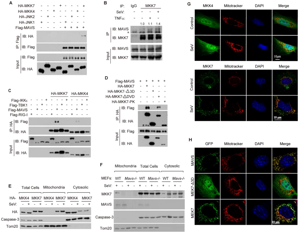 Viral infection triggers MKK7 to bind MAVS on mitochondria.