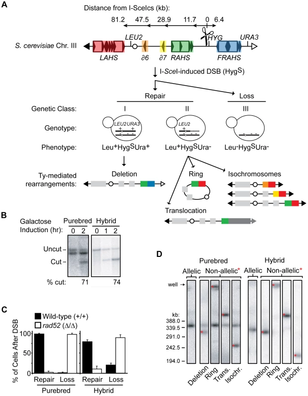 Nonselective assay to determine frequency of NAHR out of all possible outcomes after a DSB.