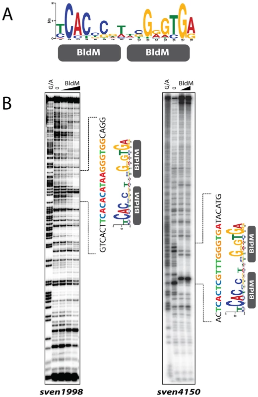 BldM binds to the <i>MEME</i>-predicted Group-I consensus sequence.