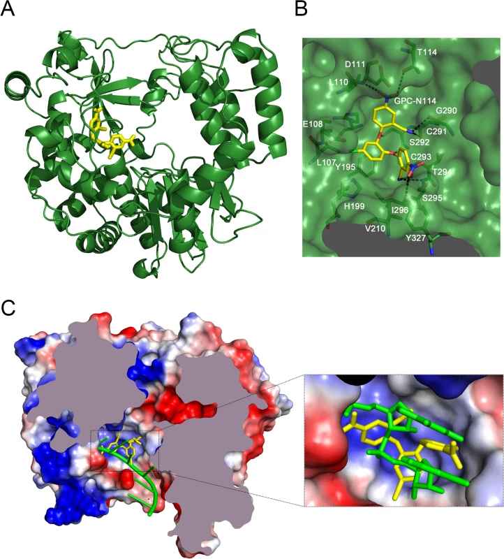 The binding site of GPC-N114 on CVB3 3D<sup>pol</sup>.