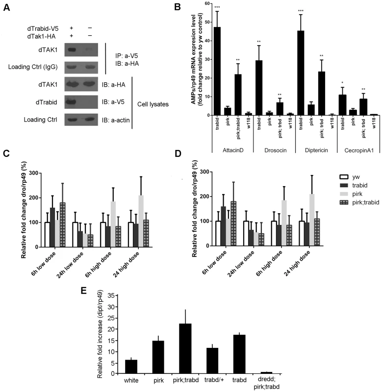 <i>Drosophila</i> Trabid binds to dTAK1 and negatively regulates IMD signalling.