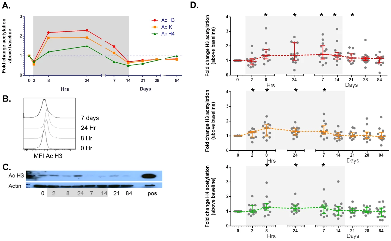 Induction of changes in acetylation of histone 3, histone 4 and lysine by vorinostat.