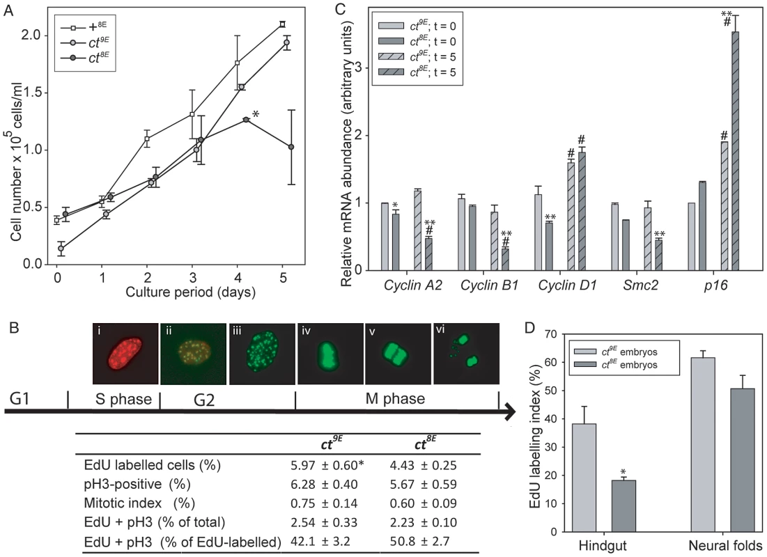 Cell cycle progression is impaired in <i>curly tail</i> cells and embryos expressing the Lmnb1<sup>8E</sup> variant.