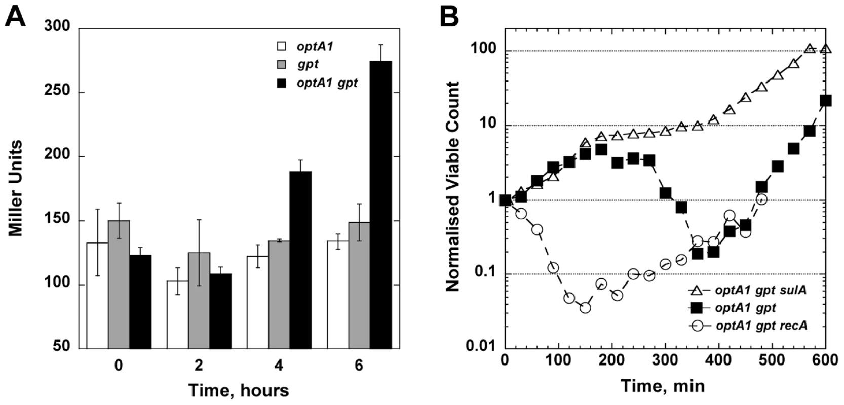 Role of the SOS response in dGTP-starved cells.