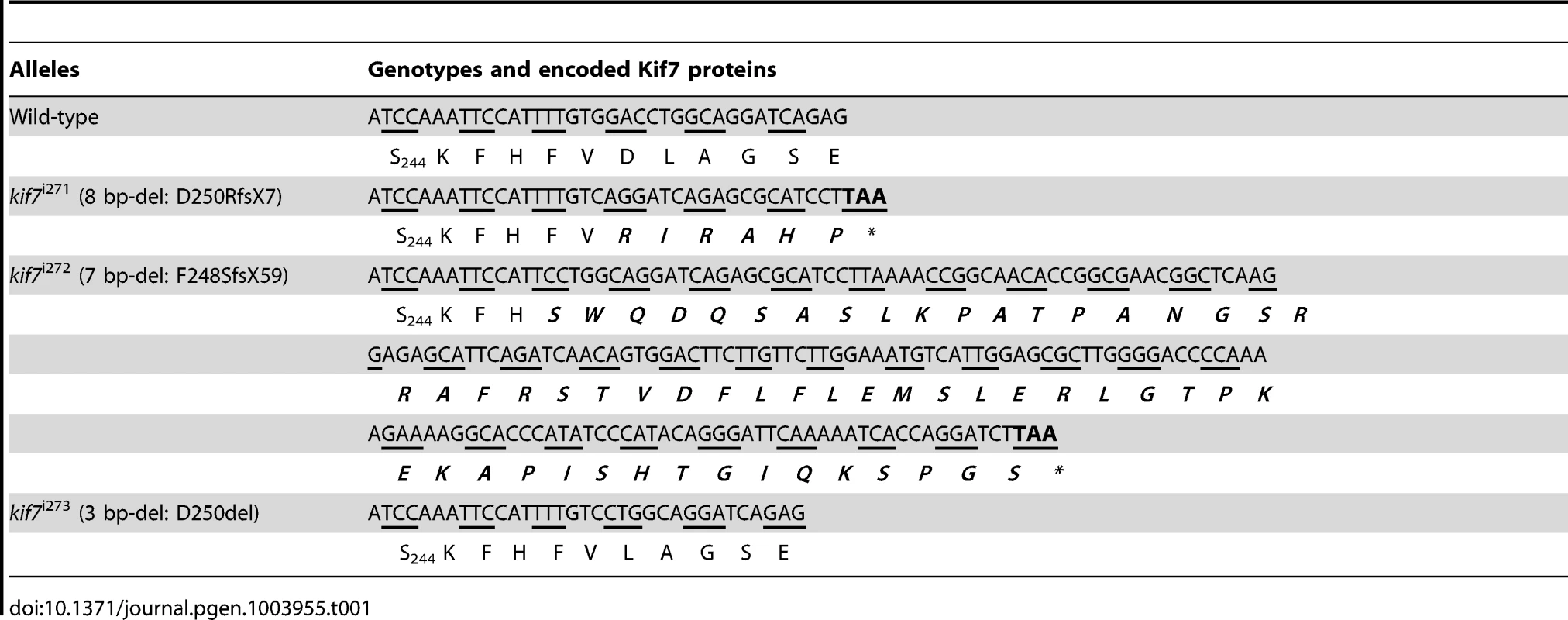 Alleles and translational products of zebrafish <i>kif7</i> mutants generated with CompoZ ZFN.