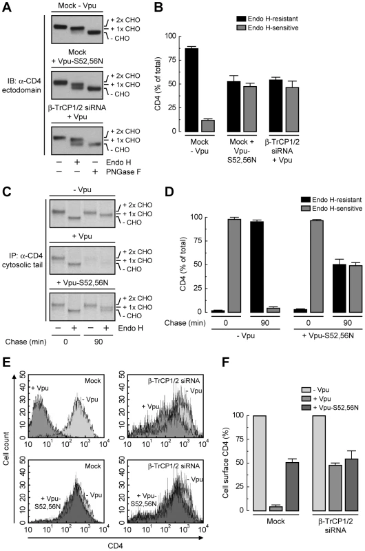 SCF<sup>β-TrCP</sup> recruitment by Vpu is required for CD4 retention in the ER.