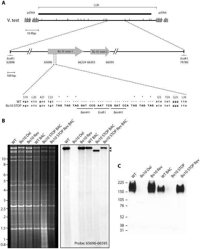 Generation of a Bo10 STOP BoHV-4 mutant.