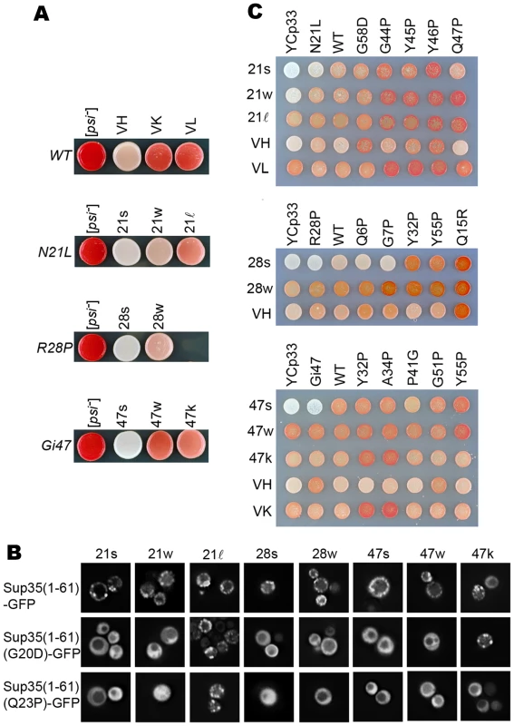 [<i>PSI</i>] strains.