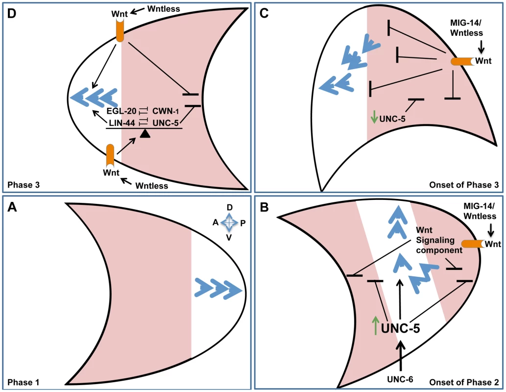 Orchestrating A/P and D/V guidance: A model.