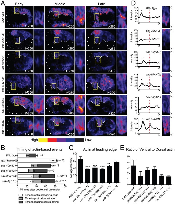 Guidance pathway proteins regulate F-actin organization and levels in migrating embryonic cells.
