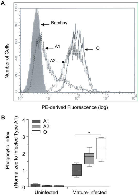 Increasing phagocytosis of erythrocytes correlates with decreasing A antigen.