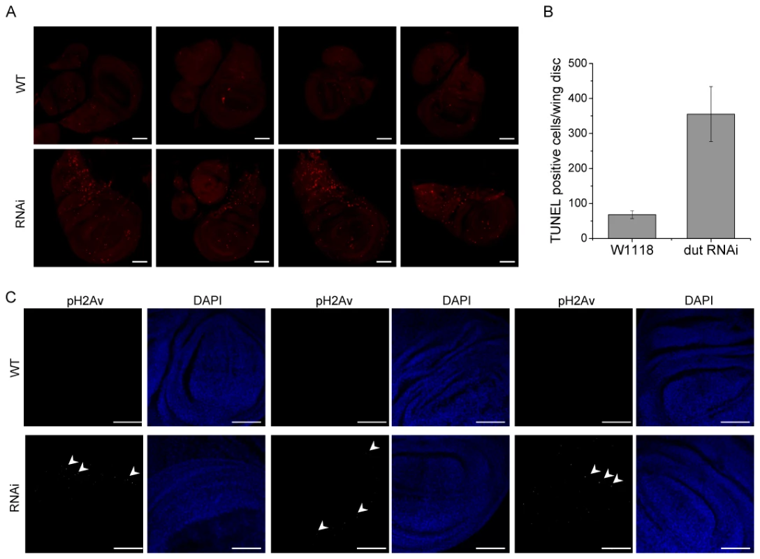 dUTPase silencing results in cell death and DNA strand breaks in larval imaginal discs.