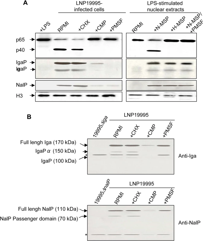Nuclear cleavage of p65/RelA is carried out by a ST-11 meningococcal secreted serine protease.