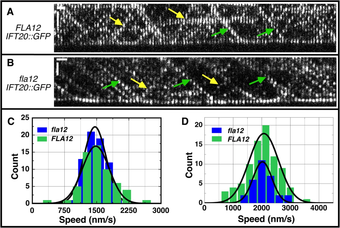 IFT velocities are not changed in the <i>fla12</i> mutant.